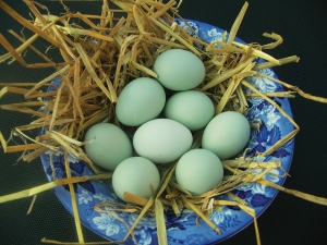 Araucana, găina care face ouă verzi