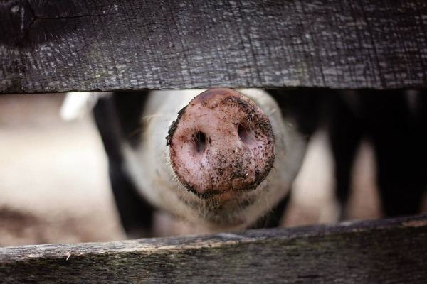 Porcul românesc, „sacrificat“ de pesta porcină africană