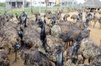 Ferme de creștere a păsărilor emu în România. Oare este posibil?