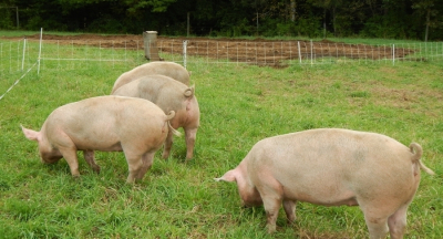 ASAS: Punct de vedere privind controlul Pestei porcine africane în România