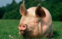 Preţurile la carnea de porc vor creşte de Sărbători cu maximum 15%