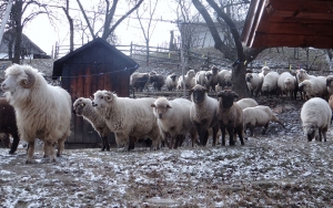 Recomandări ANSVSA pentru protejarea animalelor în perioadele cu temperaturi foarte scăzute, vânt puternic şi căderi masive de zăpadă