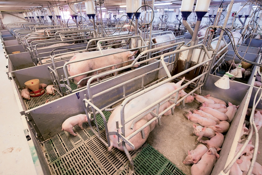 Pesta porcină „lucrează“ pentru ei... Porcii danezi și olandezi ar putea guița în România