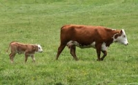 Fătarea la vacă şi îngrijirea după fătare