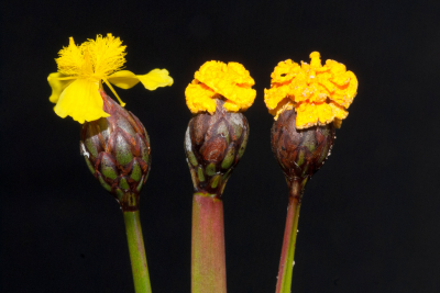 O specie descoperită recent: Fusarium xyrophilum, ciupercile care imită florile