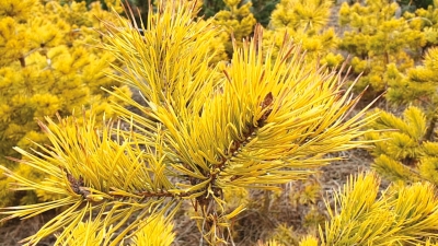 Pinus Sylvestris Aurea - comoara din grădină