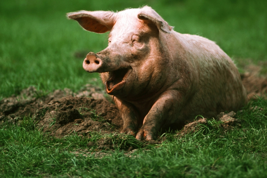 România poate face comerț intracomunitar cu porci vii