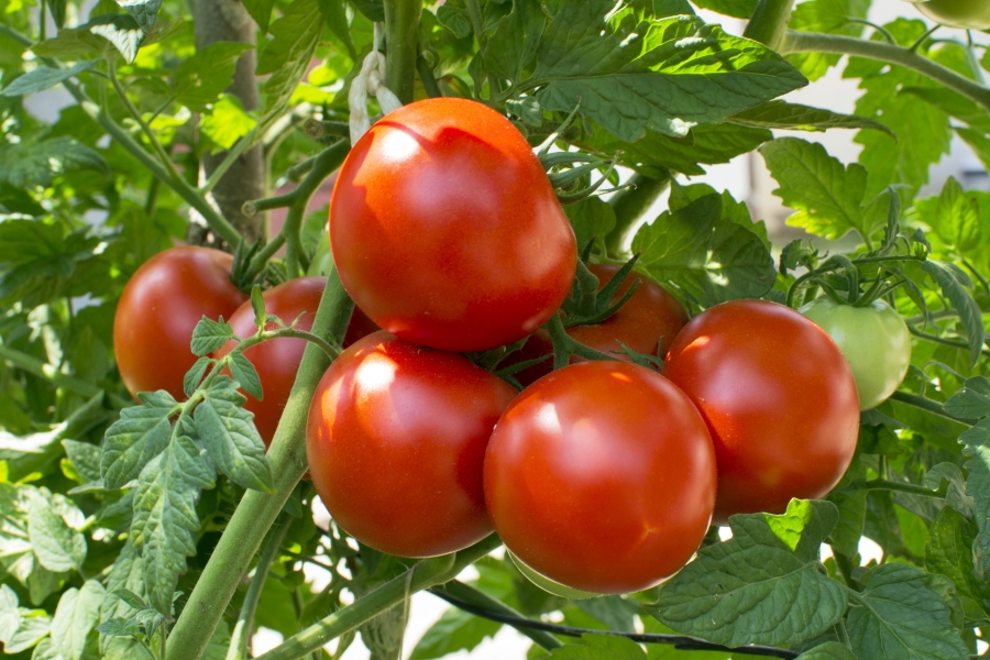 Programul de sprijin pentru tomate continuă și în 2019