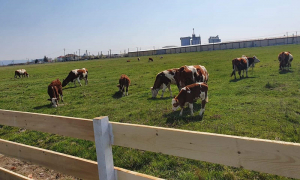600.000 de euro pentru o fermă familială cu 40 de vaci