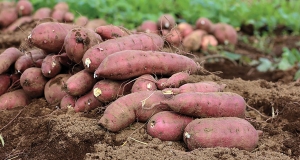 Cartoful dulce - o cultură de perspectivă pentru solurile nisipoase din sud-vestul Olteniei