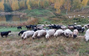 Investiție de la zero în județul Prahova: Fermă mixtă de animale în satul Bătrâni