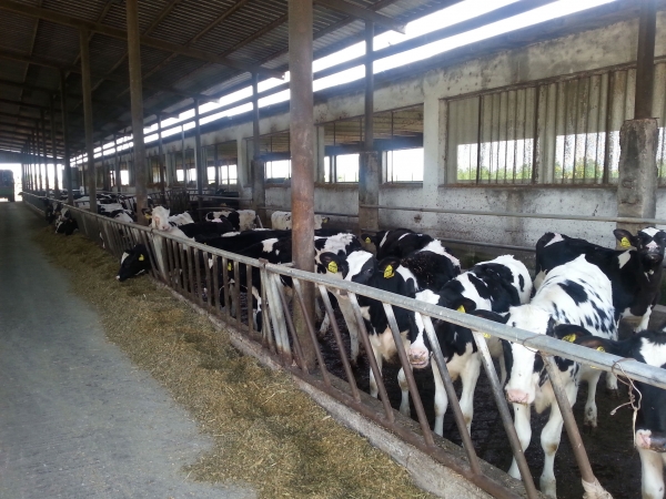 Reşedinţa de lux a vacilor Holstein din Olteniţa