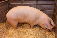 Recomandări privind sacrificarea și consumul cărnii de porc