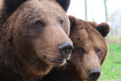 România „deține“ peste 10.000 de urși, mult peste capacitatea arealului natural