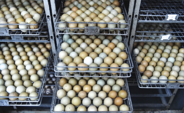 Producția de ouă în crescătoria de fazani