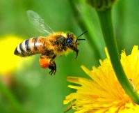 Vânătoarea de albine, o practică veche renăscută în lumea modernă