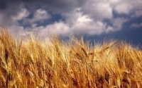 Producţii bune la grâu, preţuri la jumătate faţă de 2012