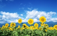 Floarea-soarelui și rotația culturilor