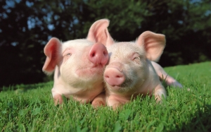Definiții și condiții pentru obținerea plăților în favoarea bunăstării porcilor