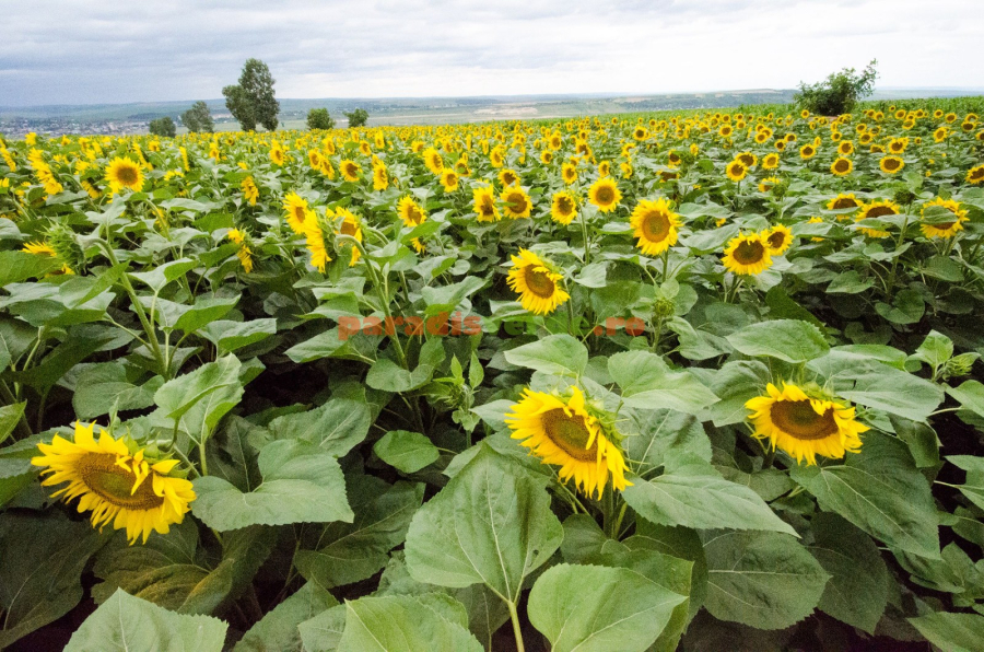 Ce hibrizi de floarea-soarelui au performat în 2022 și ce hibrizi aleg fermierii campania aceasta