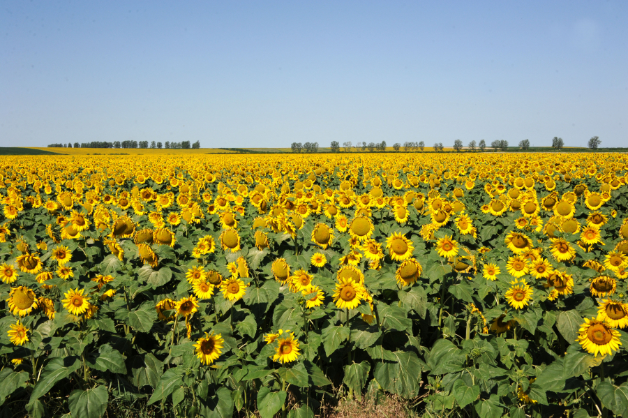 Fermierii campioni la floarea-soarelui din vestul țării