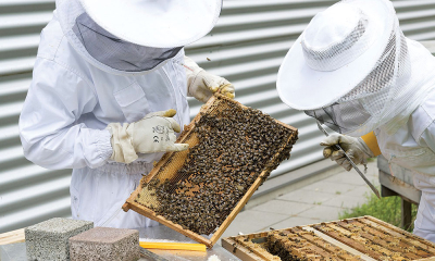 Recomandări privind prevenirea bolilor la albine
