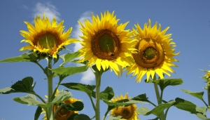 Campionii marilor recolte la floarea-soarelui din vestul țării