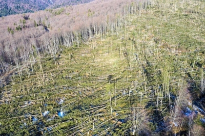 Peste 117.000 ha de pădure afectate de codul roșu de vânt din februarie