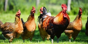 Subvenții în zootehnie, plăți în favoarea bunăstării păsărilor