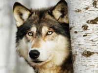 WOLFLIFE- un proiect pentru lupi, oameni şi natură