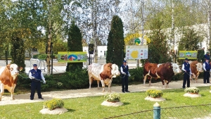 Paradă și concurs de frumusețe la Sângeorgiu de Mureș