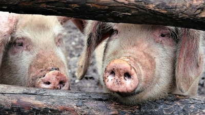 Ce nu s-a făcut pentru a proteja România de Pesta Porcină Africană