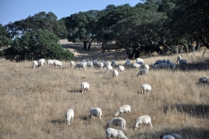 Sardinia, insula fără păstori