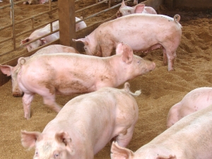 Actualizarea situației privind evoluția Pestei Porcine Africane la data de 1 februarie 2019