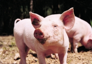 Actualizarea situației privind evoluția Pestei Porcine Africane la data de 10 iulie 2020