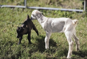 Ferma de capre a familiei Kovacs din Uileacu de Munte