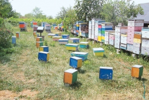 Cum putem proteja albina noastră românească