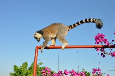 Madagascar, tărâmul lemurilor şi al baobabilor (II)