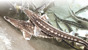 Caracteristicile celor mai comune specii din piscicultura autohtonă