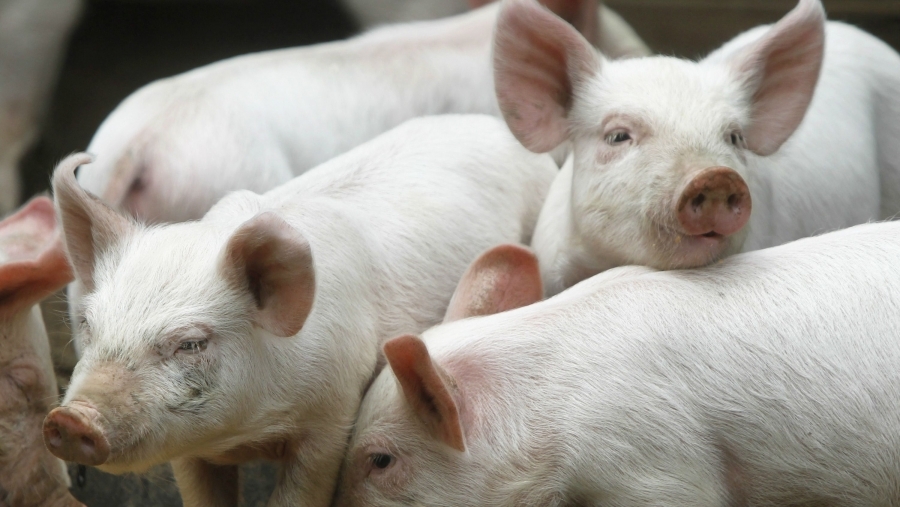 Primele plăți compensatorii au ajuns la crescătorii de porci afectați de pierderea animalelor