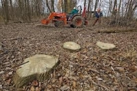 WWF trage semnalul de alarmă. Pădurile României sunt condamnate