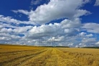 O companie britanică vrea să investească în terenurile agricole din România