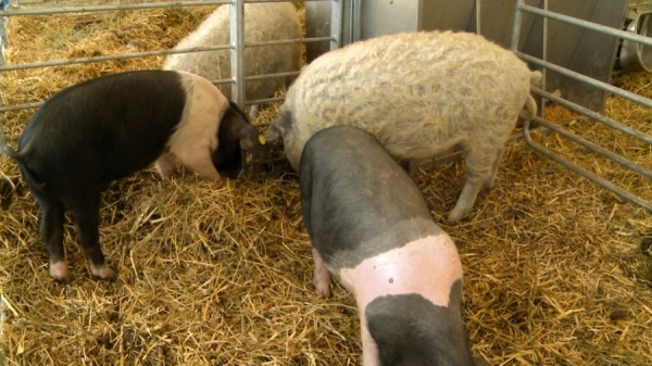 Program de sprijin pentru crescătorii de porci din rasele Bazna și Mangalița