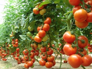 Buletin de avertizare: apariția și dezvoltarea manei la tomate
