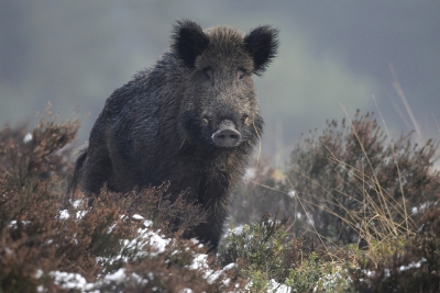 Virusul Pestei Porcine Africane depistat la porci mistreți de pe un fond de vânătoare din județul Bistrița-Năsăud