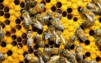 Cu ce hrănim albinele?