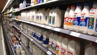 Preţul laptelui îi descurajează pe crescătorii de animale