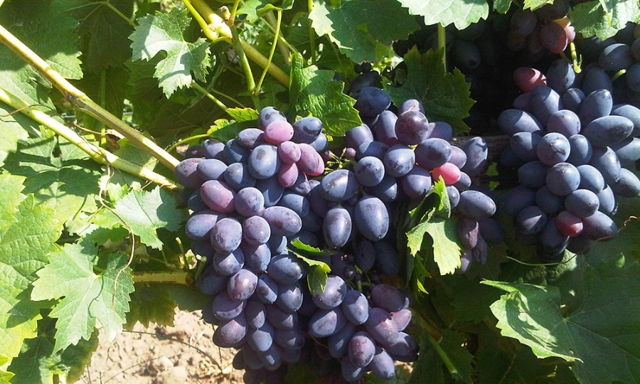 Soiuri (PIWI) rezistente pentru o viticultură durabilă