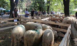 Iași: Târg pentru crescătorii de ovine