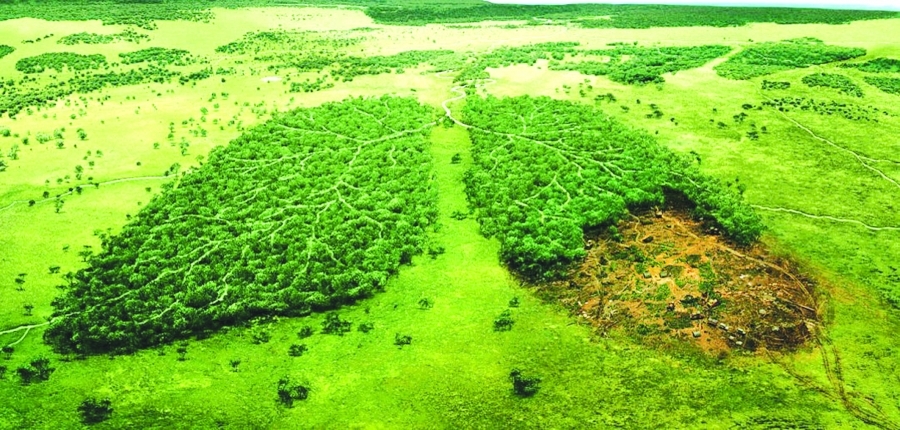 Costel Alexe: Pădurea este o resursă regenerabilă, pe care avem datoria să o protejăm printr-un management sustenabil